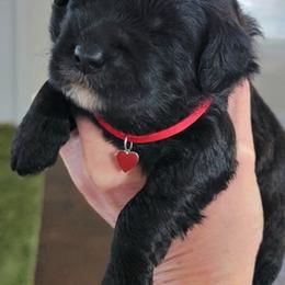 Red - Sable male Goldendoodle puppy in Byron, Georgia from Southern Olive Doodles 🫒