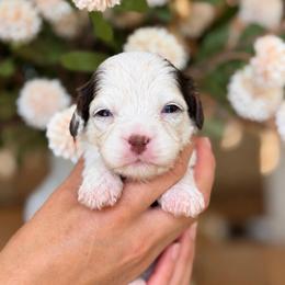 February - Tri-color female Cavapoo puppy in Yuciapa, California from AlltheDoodlez_