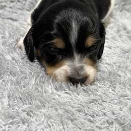 Chief - Piebald male Dachshund puppy in Mansfield, Missouri from Owens Farm