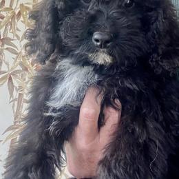Aussiedoodle puppies from Oodles of Doodles and Poodles