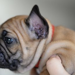 French Bulldog and Goldendoodle Puppies from Fox Run Farm