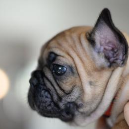French Bulldog and Goldendoodle Puppies from Fox Run Farm