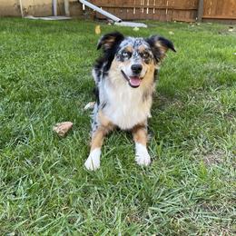 Harper - Miniature Australian Shepherd