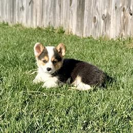 Snow Leopard - Black and tan female Pembroke Welsh Corgi puppy in Ashland, Ohio from SS Australian Shepherds