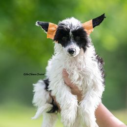 Chinese Crested Puppies from Qilin Chinese Crested