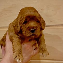 Goldendoodles from Barnwood Doodles