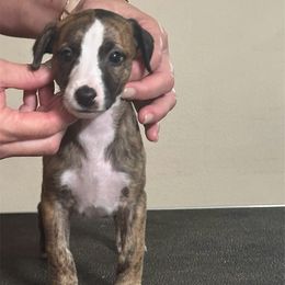 Ramble - Red brindle male Whippet puppy in Brooksville, Florida from Phasion Whippets Kimberly & Paul Norton Sr.