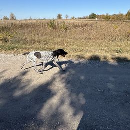 Sky - German Shorthaired Pointer