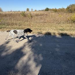 Sky - German Shorthaired Pointer