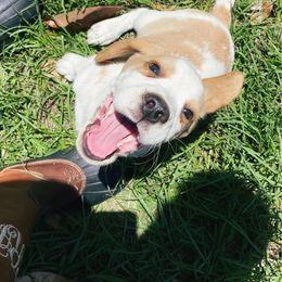Beagle and German Shepherd Puppies from Synastry Beagles