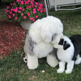 Old English Sheepdog Puppies from Bumblebears Old English Sheepdogs