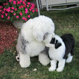 Old English Sheepdog Puppies from Bumblebears Old English Sheepdogs