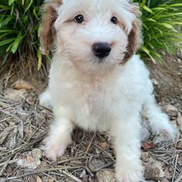Drew - Cream male Aussiedoodle puppy in Lebanon, Missouri from Cobbs Creek Canines