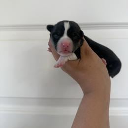 Girl 1 - Black and tan female Pembroke Welsh Corgi puppy in Red Bluff, California from Wilder Ranch Corgis