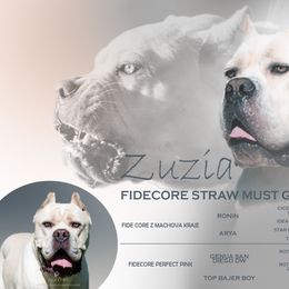 Cane Corso All Grown Up from FIDECORE