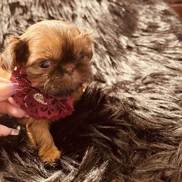 Girl 2 - Red Shih Tzu puppy in Port Orchard, Washington from Buttons N Bows