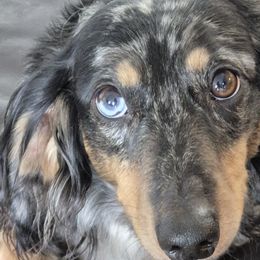 Dachshunds from Sterling Dachshunds