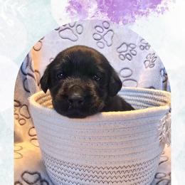 Carol - Liliac Collar - Black female Labrador Retriever puppy in Sumerduck, Virginia from Cedar Mountain Retrievers