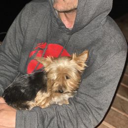 Yorkshire Terrier Puppies from Celestial Family Terriers (Yooper Yorkies)