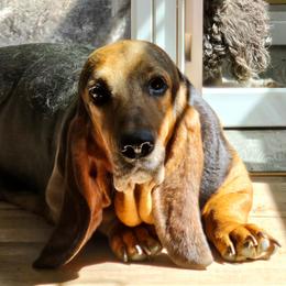 Penny - Basset Hound