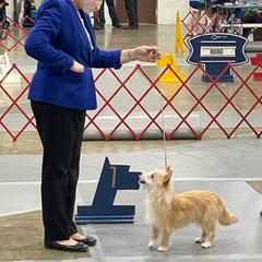 Miniature American Shepherd and Portuguese Podengo Pequeno All Grown Up from Kaprikorn