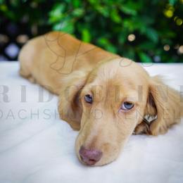 Fisher - Cream male Dachshund puppy in Temecula, California from Naomi Magee's Dachshund Kennel