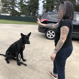 German Shepherd Puppies from Von Fousthaus GSDogs