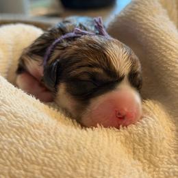 Purple - Sable female Pembroke Welsh Corgi puppy in Wheatland, California from Emerald Corgis