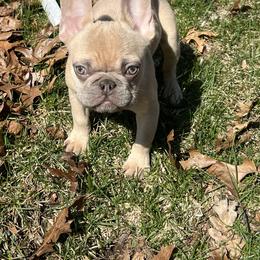 Blue - Blue fawn male French Bulldog puppy in Enfield, Connecticut from AVM Frenchies
