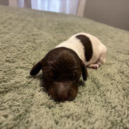 Girl - Piebald female Dachshund puppy in Dobson, North Carolina from Oakleys Dachshund Haven