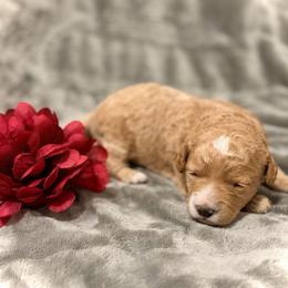 Juliet - Red  female Goldendoodle puppy in Bradenton, Florida from Christianna’s Mini Goldendoodles