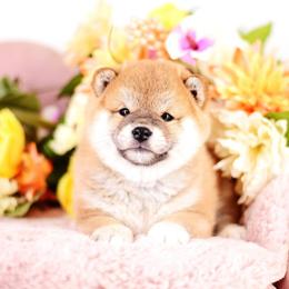 Chia - AKC Red Girl - Red female Shiba Inu puppy in Neosho, Missouri from Sunny Terrace Shibas