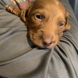 Cashew - Red male Dachshund puppy in Lubbock, Texas from Wagging Tails