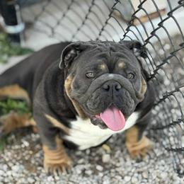 Atlas - Bulldog