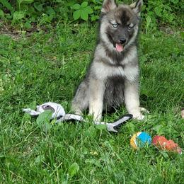 Siberian Husky Puppies from Evereve Kennels
