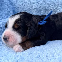 Boy 2 - Tri-color male Bernedoodle puppy in Sandy, Oregon from MC Doodles
