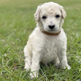 Mr Brown Collar (video) - Cream male Poodle puppy in Screven, Georgia from Dreamland Standard Poodles