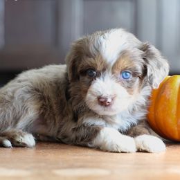 Havre - Brown merle male Aussiedoodle puppy in Hamilton, Montana from North Lake Aussies