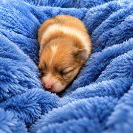 Beuford - Orange parti male Pomeranian puppy in Lumberton, Mississippi from Piney Woods Pomeranians