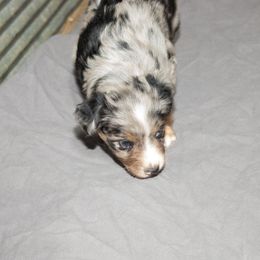 Australian Shepherd Puppies from 4 Aces Aussies