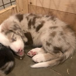 Border Collie Puppies from HC Kennels