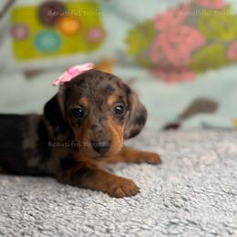 Holly - Dapple female Dachshund puppy in Washington from Beautiful Doxies