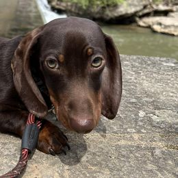 Dachshunds from AMC Dachshunds