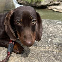 Dachshunds from AMC Dachshunds