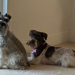 Miniature Schnauzer puppies from Valdez Mini Schnauzers