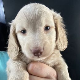 Dozy - Cream male Dachshund puppy in Bigfork, Minnesota from Dachshunds Up North