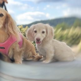 Cavalier King Charles Spaniels and Dachshunds from Irresistible Dachshunds & Cavalier King Charles Spaniel