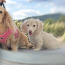 Cavalier King Charles Spaniels and Dachshunds from Irresistible Dachshunds & Cavalier King Charles Spaniel