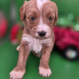 Bear - Apricot male Goldendoodle puppy in Decatur, Tennessee from Diamond's Doodles