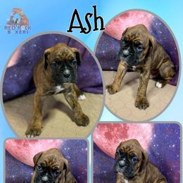 Boxer Puppies from Red Rock Boxers